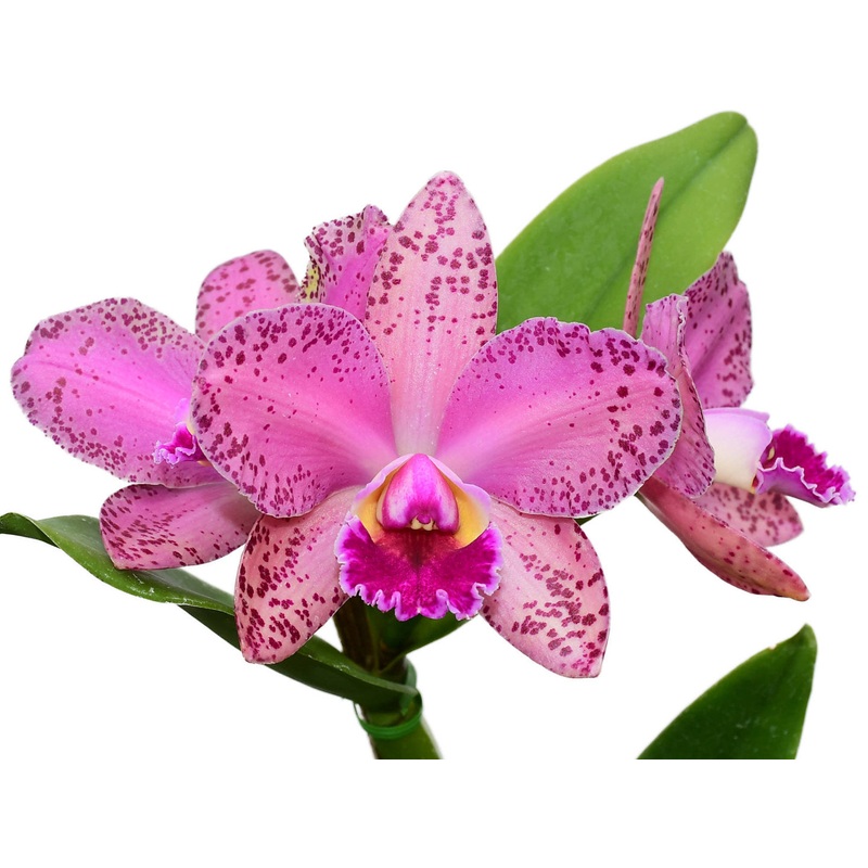 Rhyncholaeliocattleya Durigan AQ/AOS ‘Aquarius’ Hcc/AOS