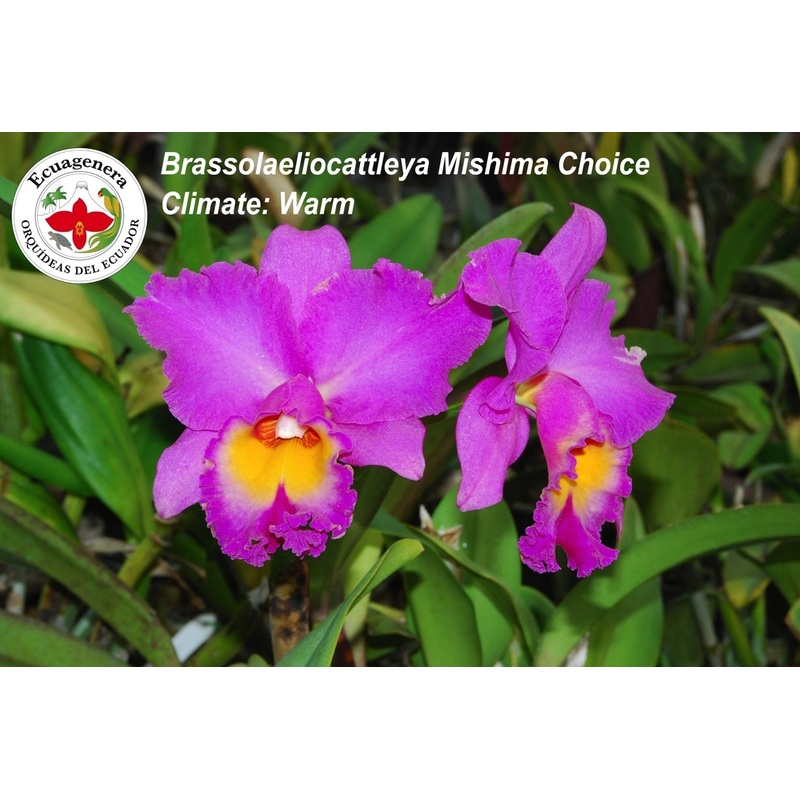 Rhyncholaeliocattleya Mishima Choice