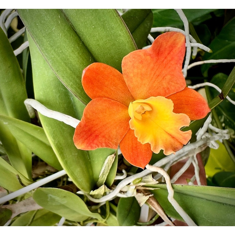 Rlc. Golden Boy|8 cm|Nee|Ja