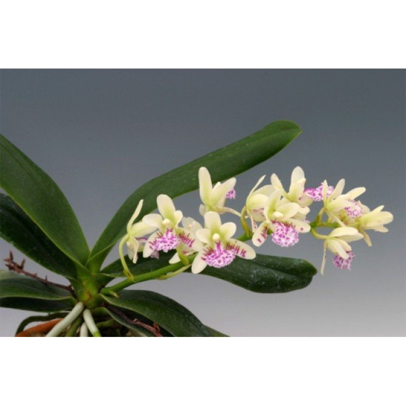 Sedirea japonica|6 cm|Nee|Ja