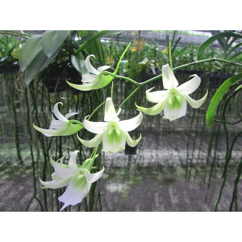 Sobennikoffia humbertiana|12 cm|Nee|Ja