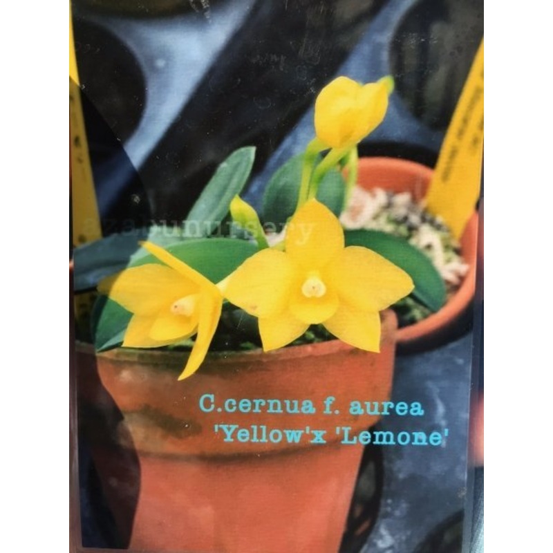 Sophronitis cernua f. aurea Yellow x Lemone