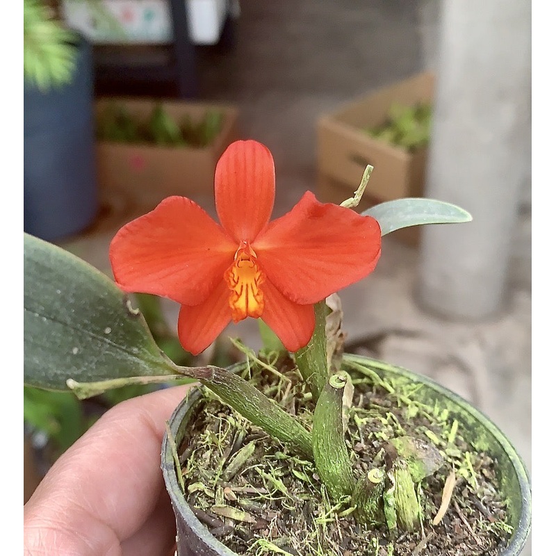 Sophronitis riograndensis|6 cm|Nee|Ja