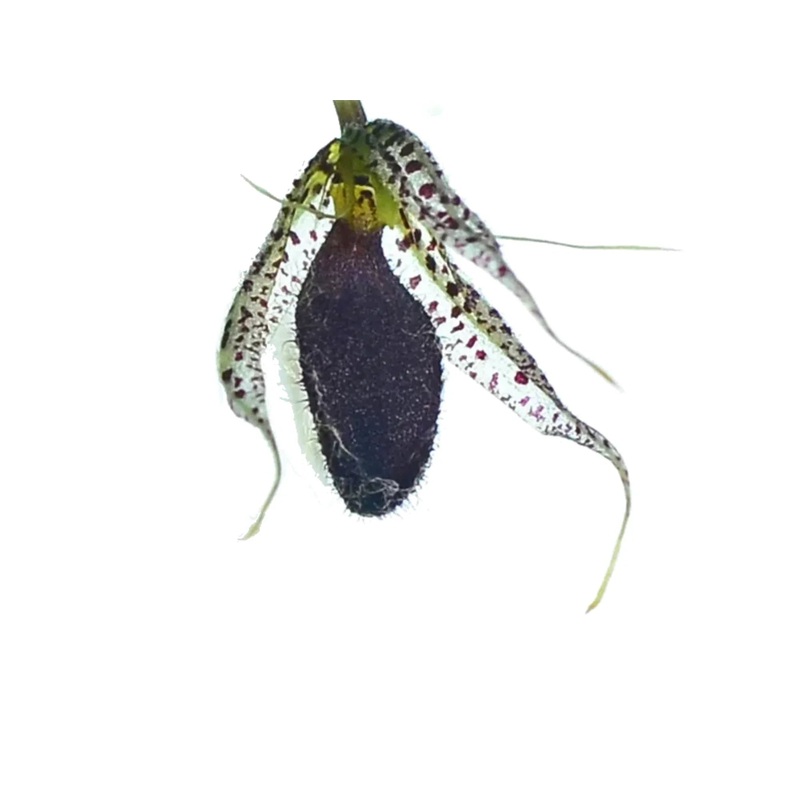 Specklinia megalops