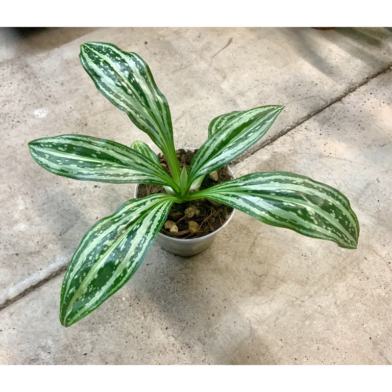 Stenorrhynchos spp|10 cm|Nee|Ja