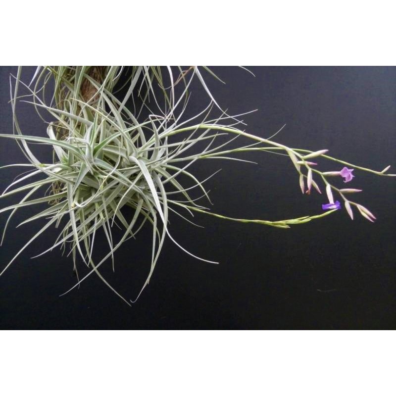 Tillandsia Capricorn Big Clumb 10 heads