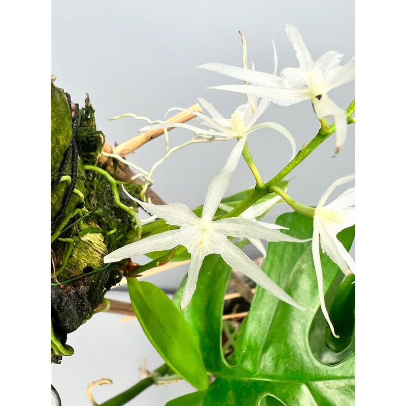 Warmingia eugenii|Nee|Ja