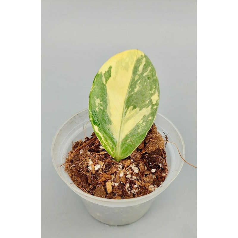 Zamioculcas zamiifolia Highly Variegated (1 leaf cutting)