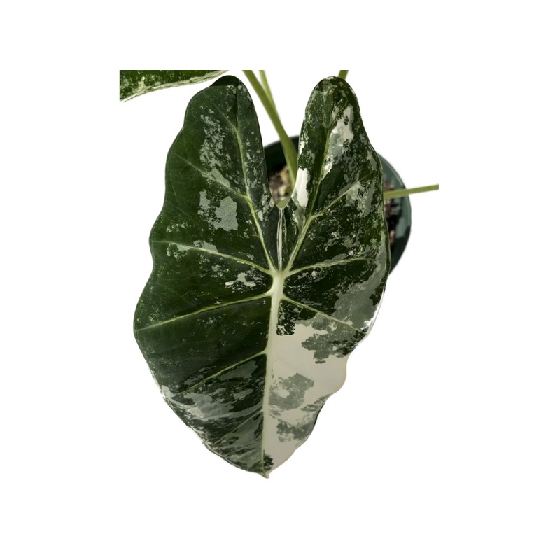 Alocasia Frydek variegated – seedling