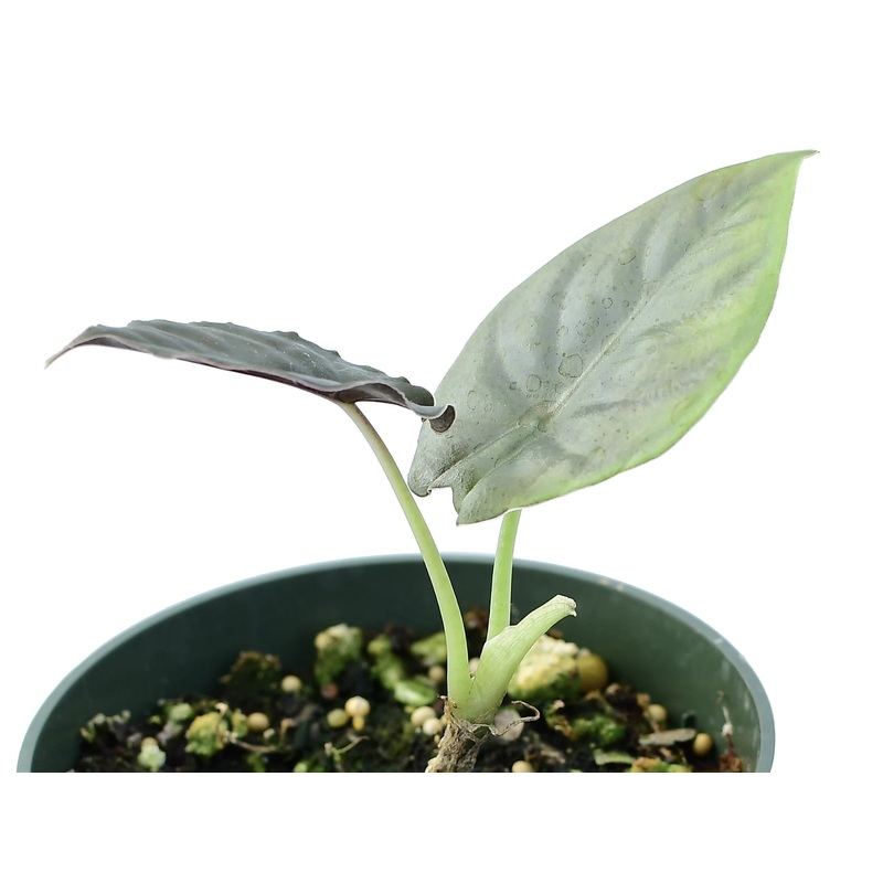 Alocasia infernalis – seedling