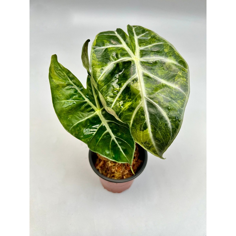 Alocasia Pink Dragon aurea variegata