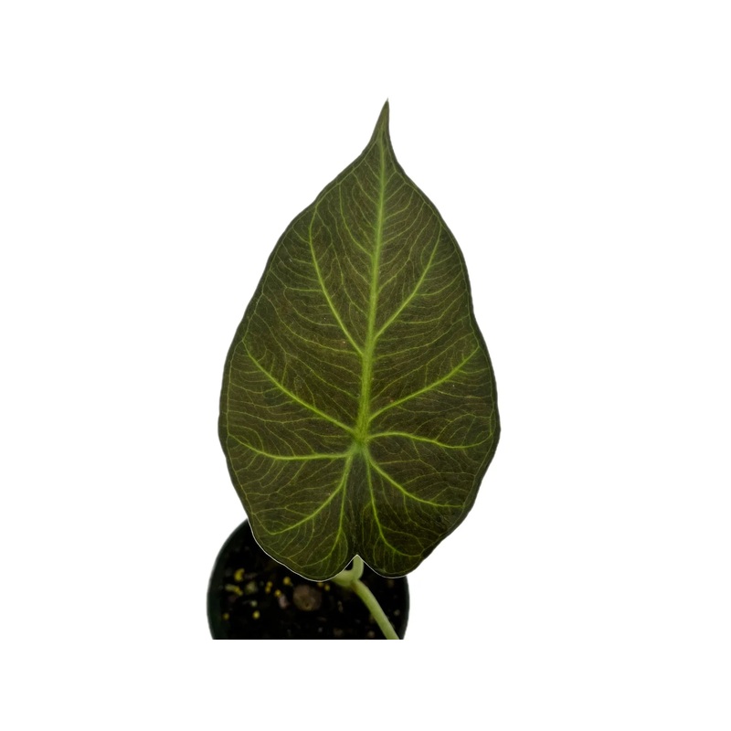 Alocasia Regal Shield