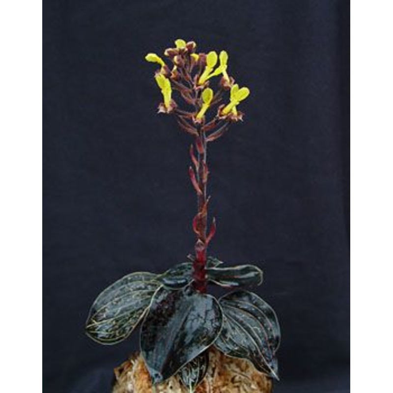 Anoectochilus chapaensis|Ja|Nee
