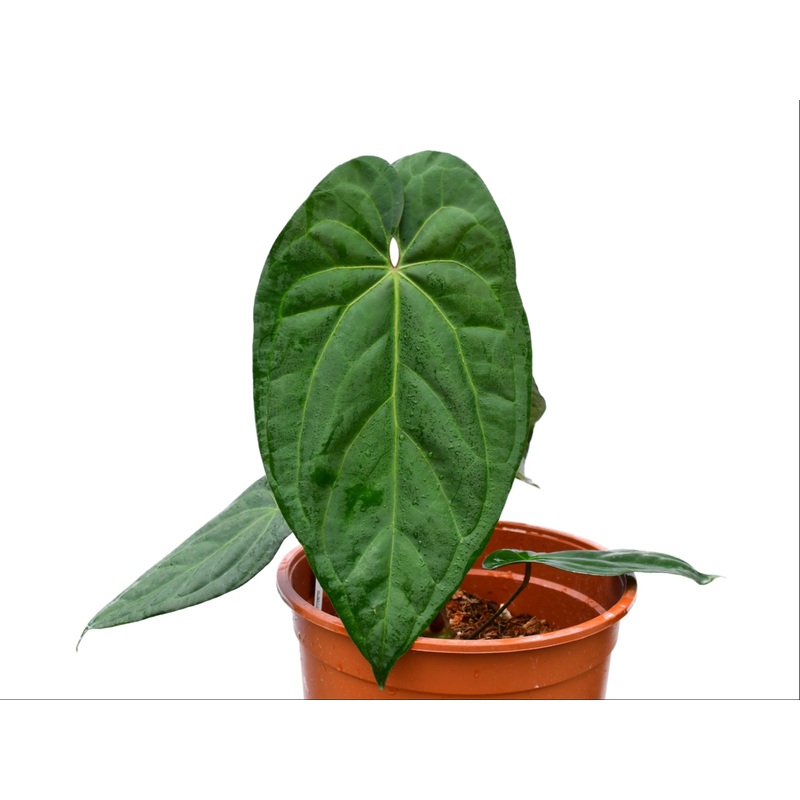 Anthurium Amazon Fox