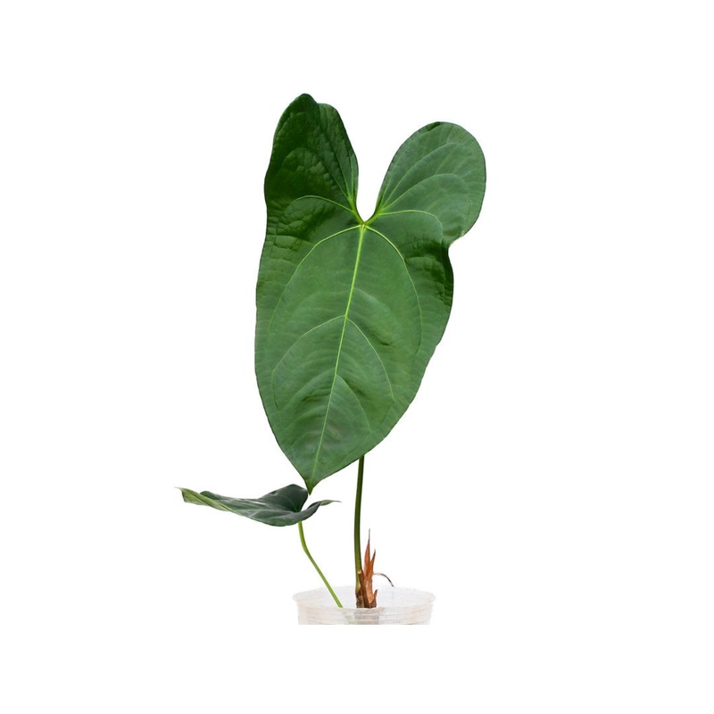Anthurium Amazon Rabbit ‘Inverse crossing’