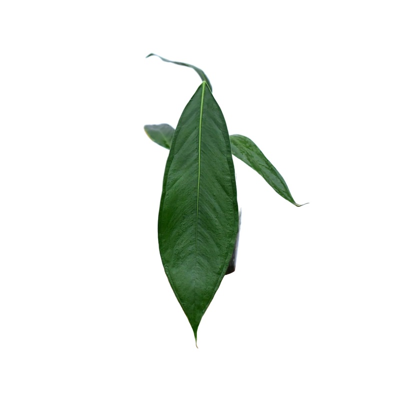 Anthurium pallidiflorum ‘guayusa’