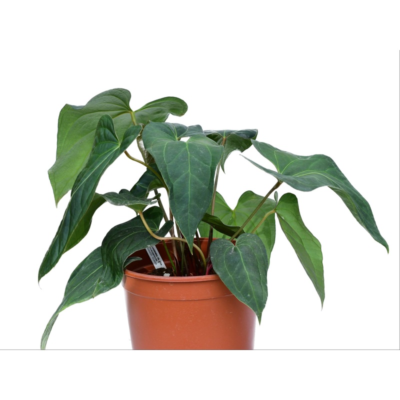 Anthurium Rabbit Ears