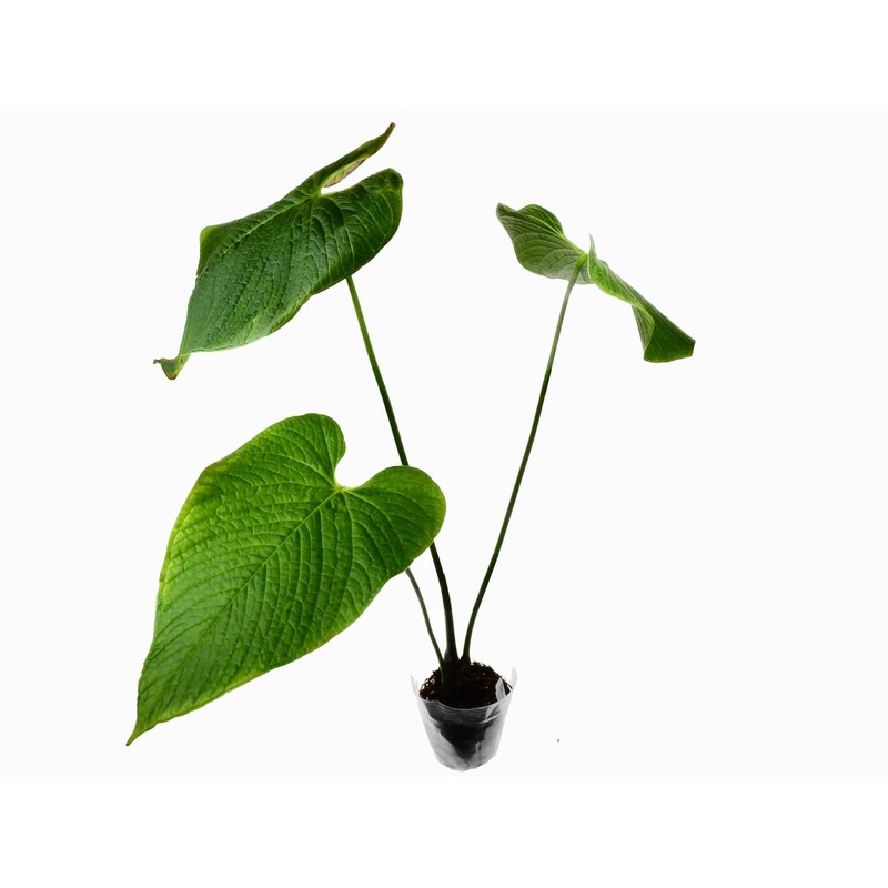 Anthurium rugulosum ‘Chocolate’