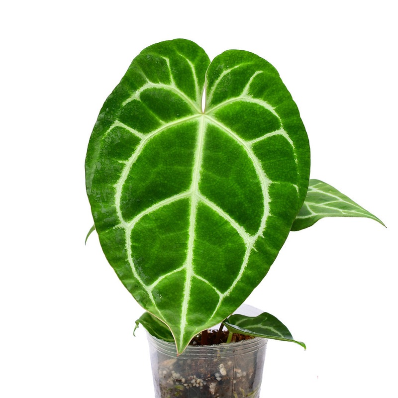 Anthurium Tingo Maria