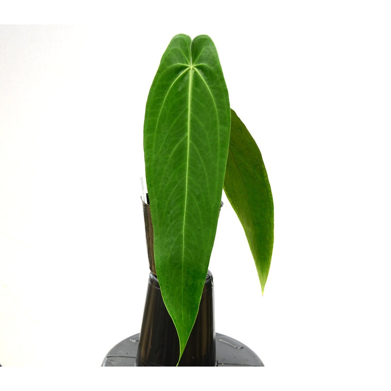 Anthurium warocqueanum ‘Esmeralda’  (seedling)