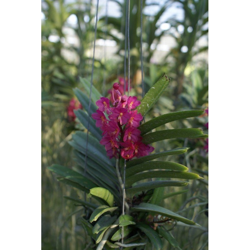 Ascocentrum ampullaceum Big Plant
