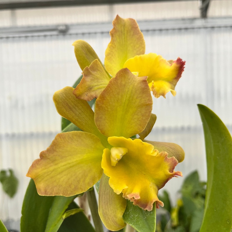 Brassocattleya Nobile’s Bruno Bruno x C. Chocolate Drop x Blc. Ports of Paradise