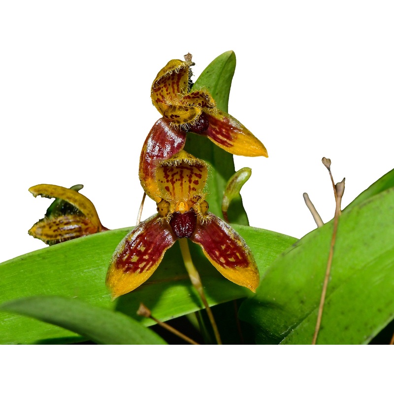 Bulbophyllum catenulatum