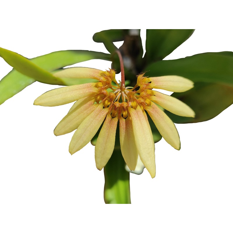 Bulbophyllum cumingii var. flavences