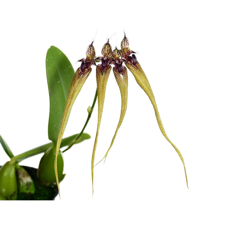 Bulbophyllum fascinator