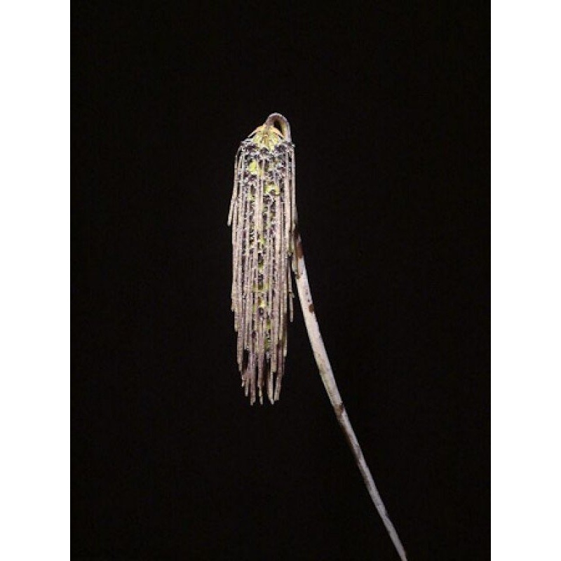 Bulbophyllum lemniscatoides|Ja|Nee