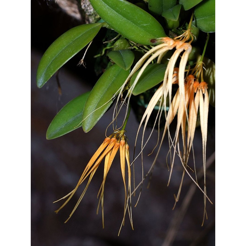 Bulbophyllum pecten-veneris|Ja|Nee