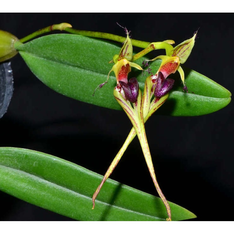 Bulbophyllum putidum