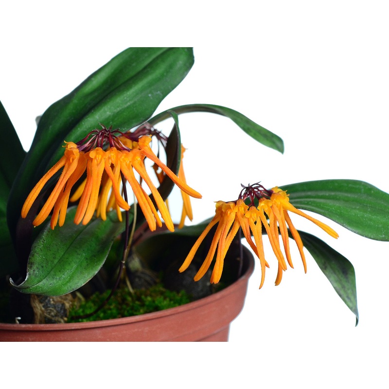 Bulbophyllum thaiorum form yellow