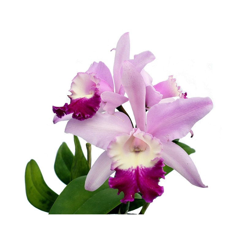 Cattleya Balsas