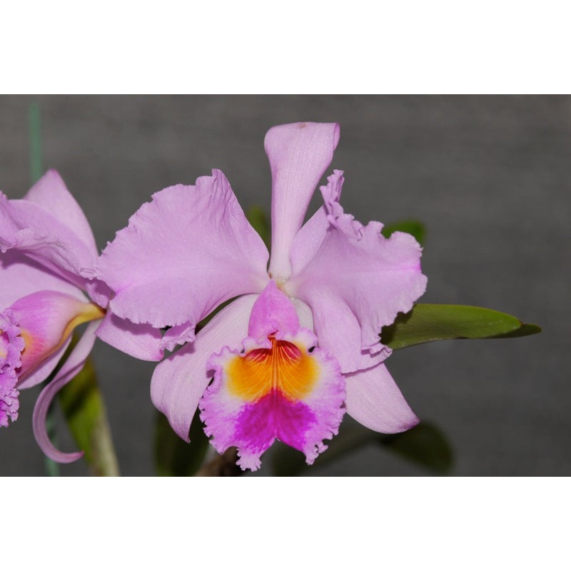 Cattleya Fox