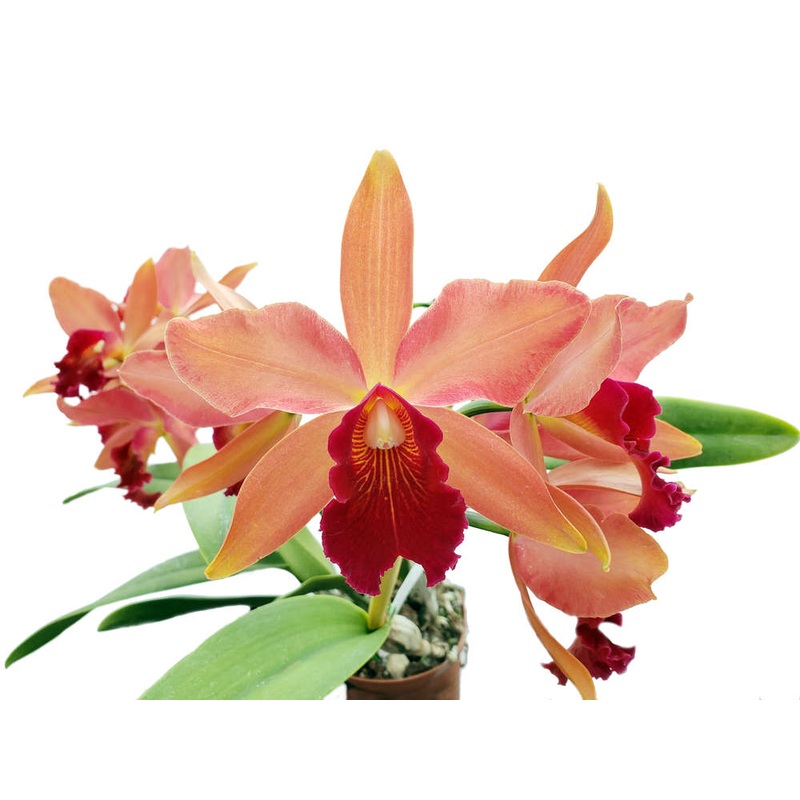Cattleya George Hausermann ‘Carl’
