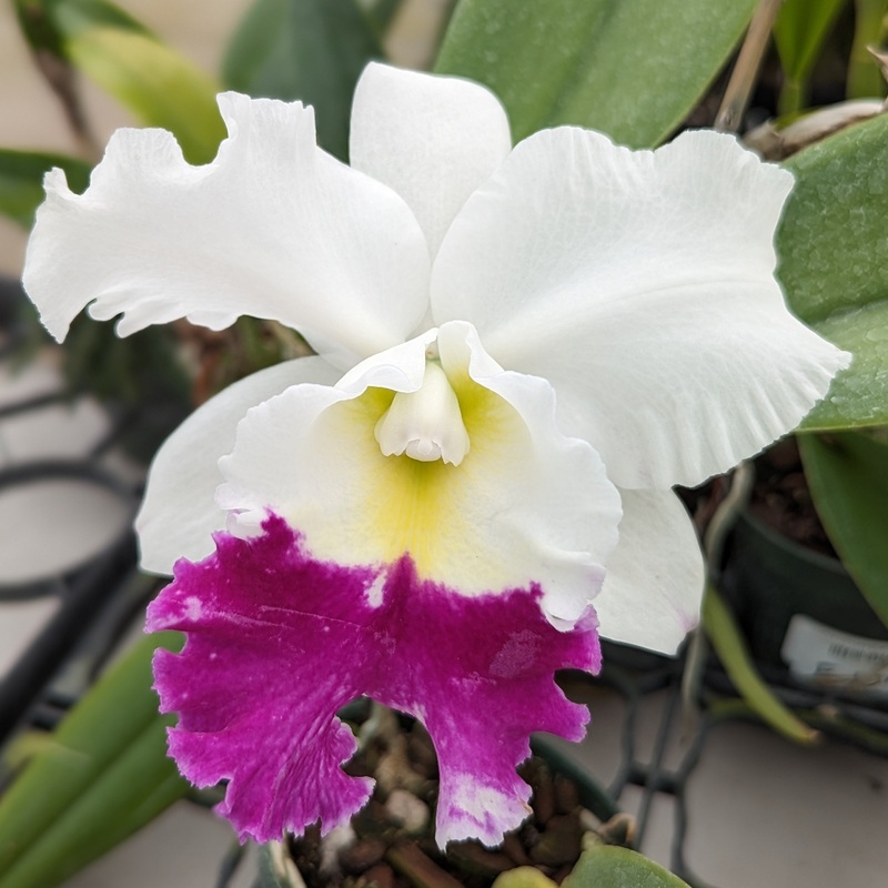 Cattleya Hawaiian Fair