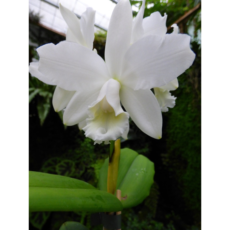 Cattleya intermedia var. Albo|10 cm|Nee|Ja