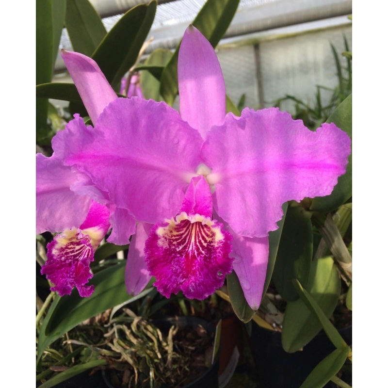 Cattleya lueddemanniana Tipo|14 cm|Ja|Nee