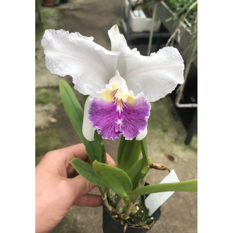 Cattleya lueddemanniana var. coerulea