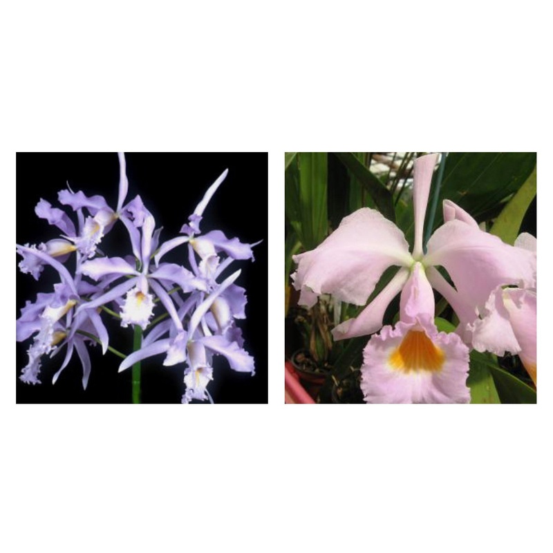 Cattleya maxima var. Coerulea x Cattleya schroederae