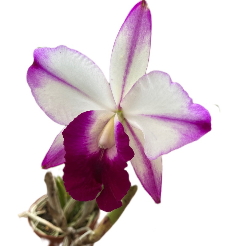 Cattleya Memoria Robert Strait ”Islander Delights”