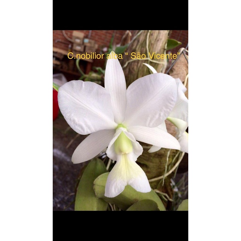 Cattleya nobilior alba Sao Vicente