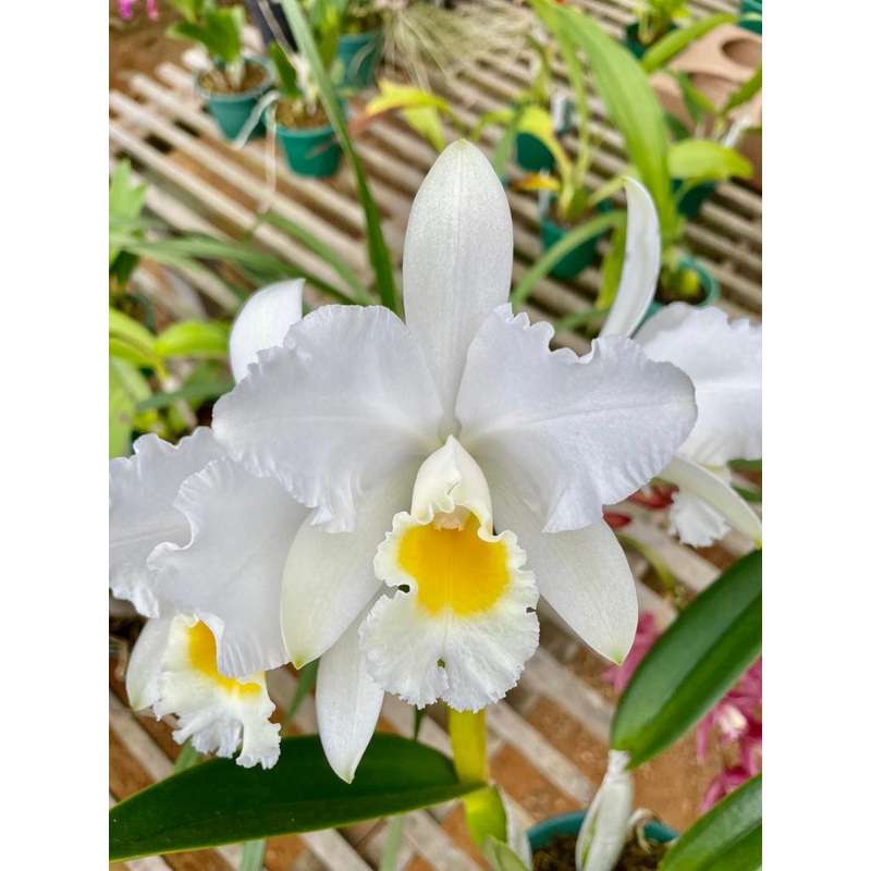 Cattleya percivaliana var. Alba x Hawaiian Wedding Song
