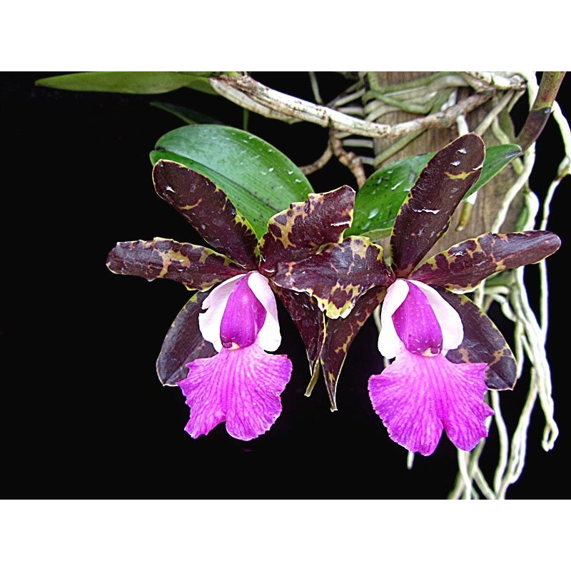 Cattleya Tripp Johnson x Cattleya Pradit Spot