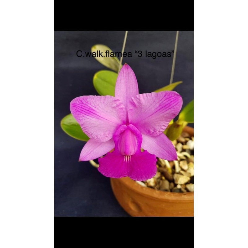Cattleya walkeriana flamea 3 Lagoas