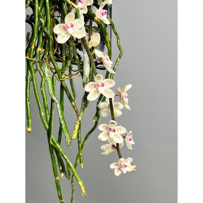 Chiloschista parishii Sakura|Nee|Ja