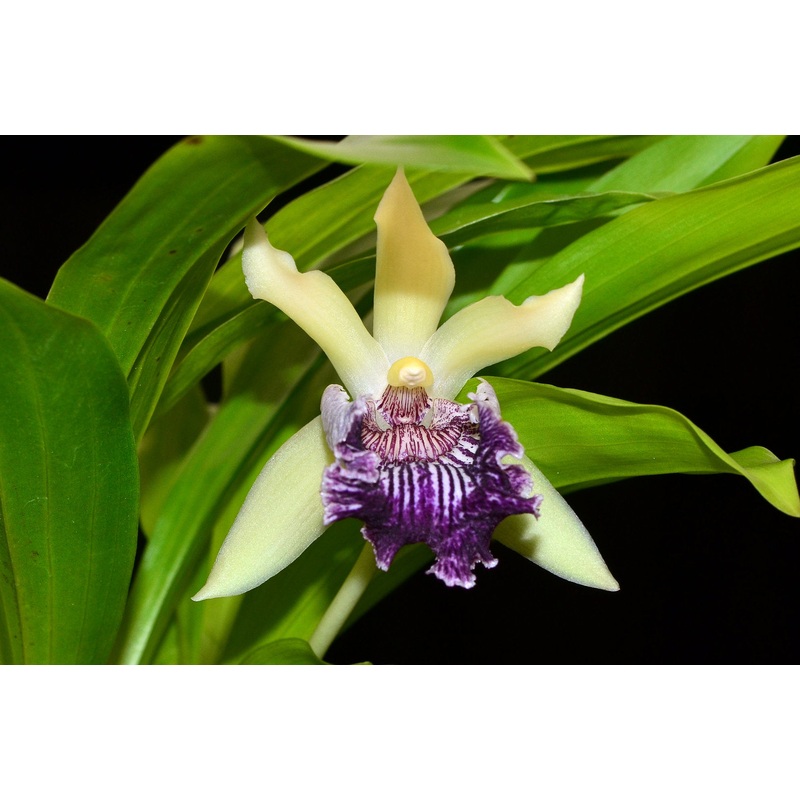 Cochleanthes flabelliformis