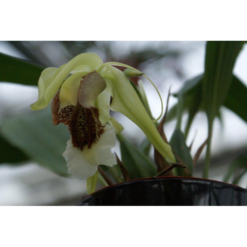 Coelogyne speciosa Green Type|9 cm|Ja|Nee