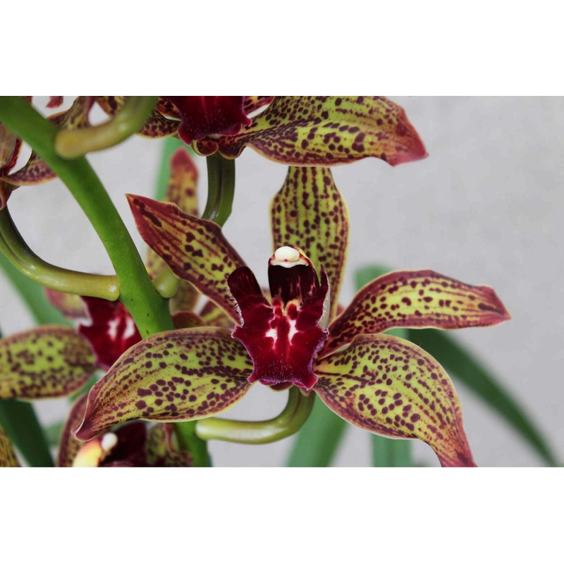 Cymbidium Beatriz Kunning Arabotanica